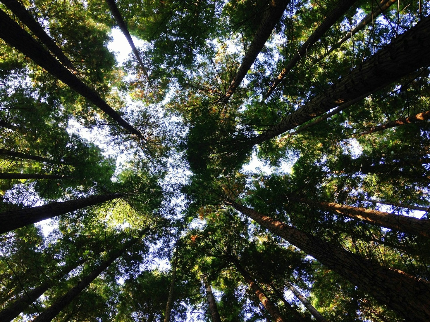 The Power of Community in Conservation Efforts