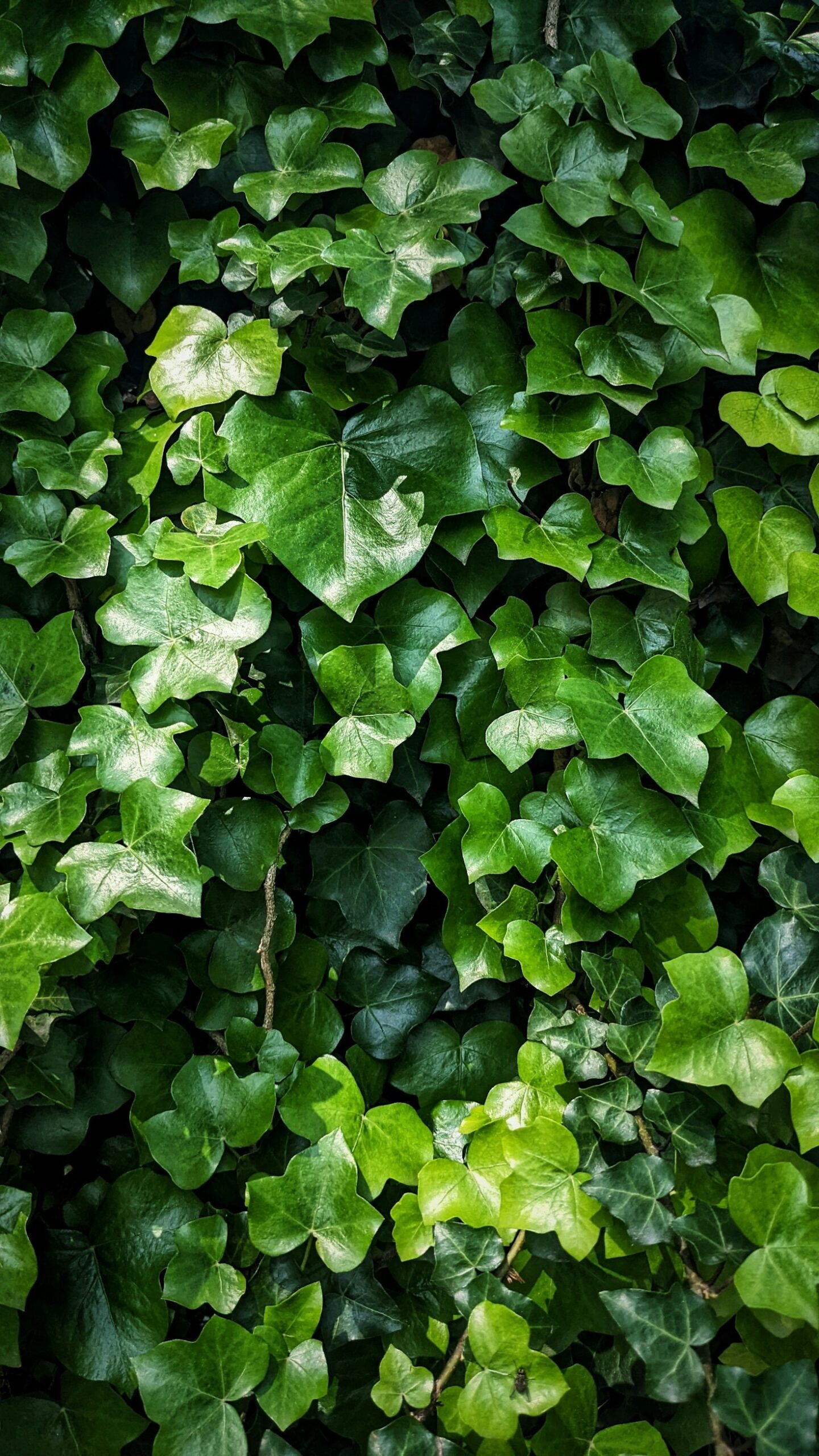Green Living Tips for a Cleaner, Healthier Home